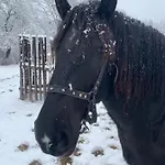 сімейна хата